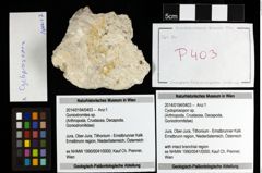 Foto (Objekt + Etiketten) von Cycloprosopon sp. 